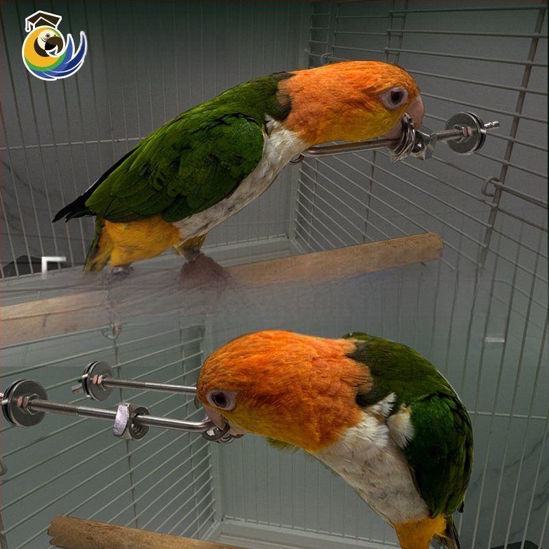 папагайска дъвкателна играчка за облекчаване на стреса, неръждаема стомана, висулка за клетка, интерактивна (Произход: Wenzhou; Внос: Не)