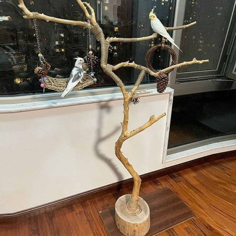 Клонки от естествени сухи дървета (Silver willow), неоцветени, за стена: форми на птичи кацалки, стенен закачалник и декоративни таванни клонки