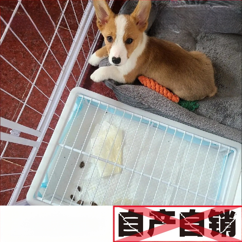 Εσωτερική υψωμένη τουαλέτα σκύλου, ABS πλαστικό, όχι εισαγόμενο, άλλη μάρκα