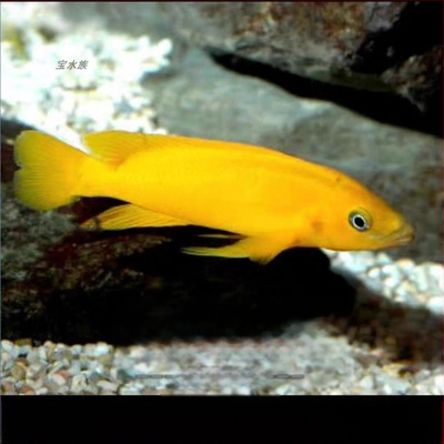 Tropske slatkovodne ribe za akvarij – Vrsta: Riba; Marka: Ang yang; Uvoz: Ne