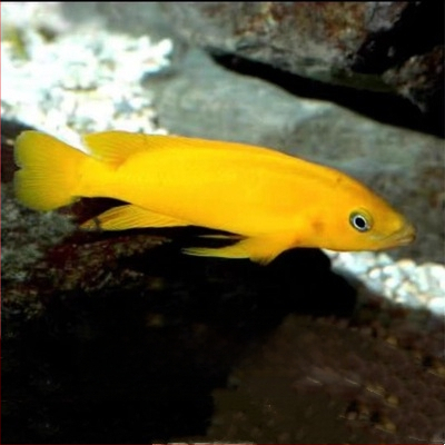 Tropske slatkovodne ribe za akvarij – Vrsta: Riba; Marka: Ang yang; Uvoz: Ne