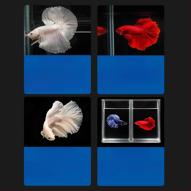 Tropska dekorativna riba – Podrijetlo: Drugo – Uvoz: Ne – Marka: Bez marke – Vrsta: Riba