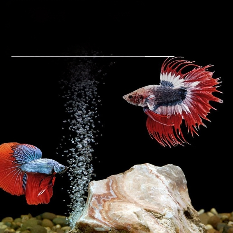 Tropska dekorativna riba – Podrijetlo: Drugo – Uvoz: Ne – Marka: Bez marke – Vrsta: Riba