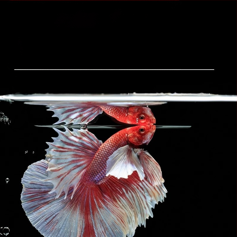 Tropska dekorativna riba – Podrijetlo: Drugo – Uvoz: Ne – Marka: Bez marke – Vrsta: Riba