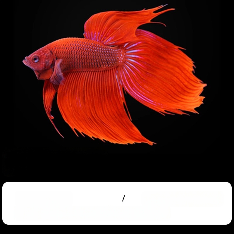 Tropska dekorativna riba – Podrijetlo: Drugo – Uvoz: Ne – Marka: Bez marke – Vrsta: Riba