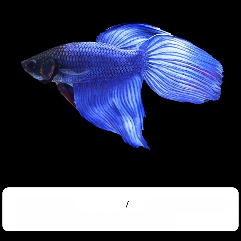 Tropska dekorativna riba – Podrijetlo: Drugo – Uvoz: Ne – Marka: Bez marke – Vrsta: Riba