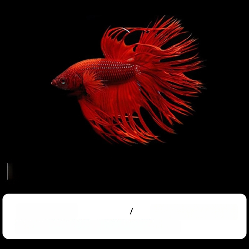 Tropska dekorativna riba – Podrijetlo: Drugo – Uvoz: Ne – Marka: Bez marke – Vrsta: Riba