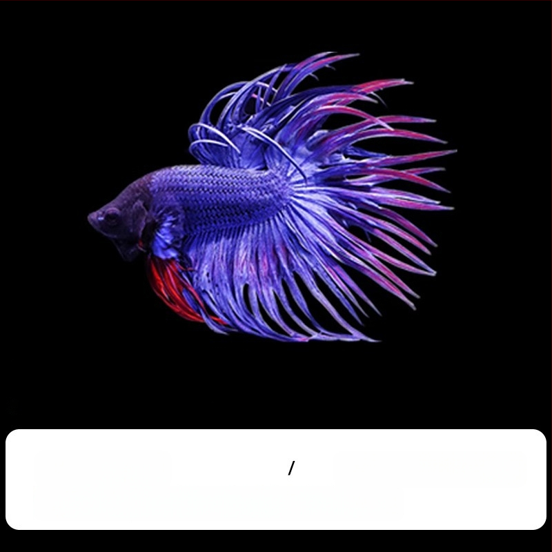 Tropska dekorativna riba – Podrijetlo: Drugo – Uvoz: Ne – Marka: Bez marke – Vrsta: Riba