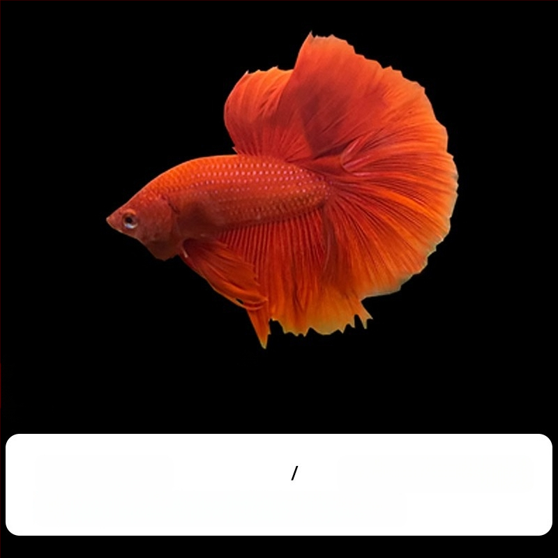 Tropska dekorativna riba – Podrijetlo: Drugo – Uvoz: Ne – Marka: Bez marke – Vrsta: Riba