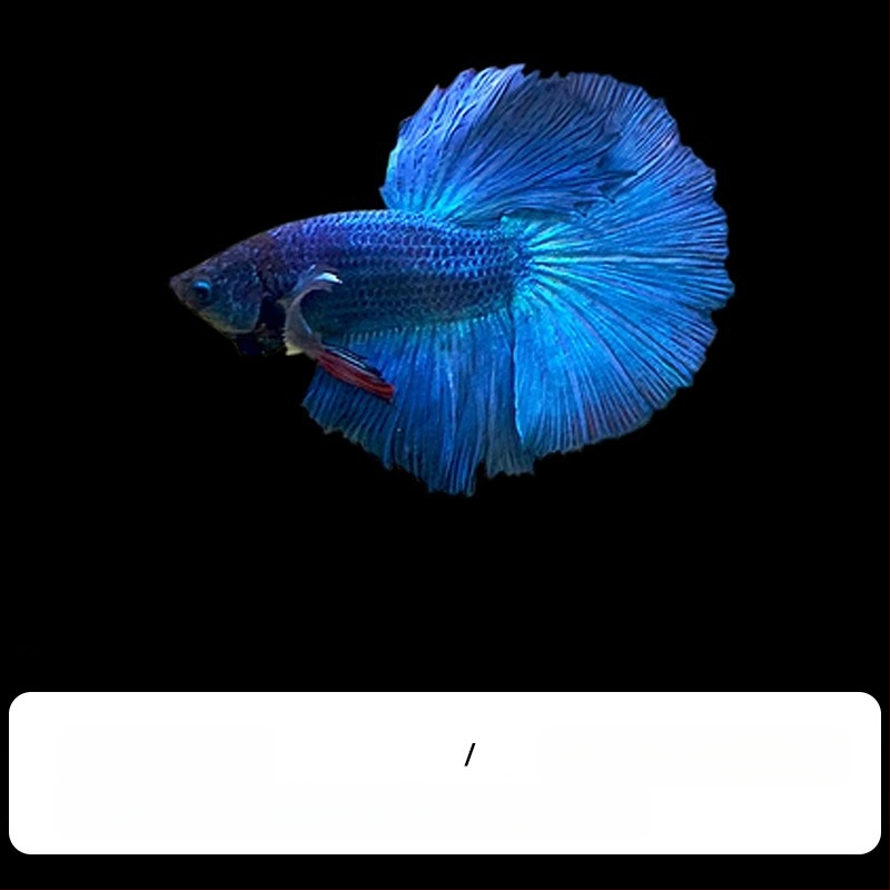 Tropska dekorativna riba – Podrijetlo: Drugo – Uvoz: Ne – Marka: Bez marke – Vrsta: Riba