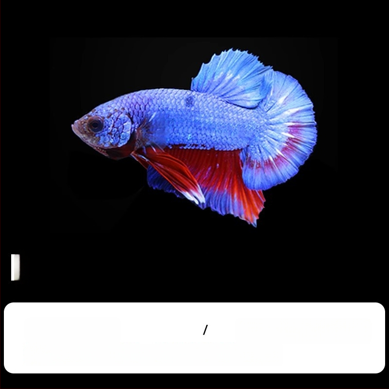Tropska dekorativna riba – Podrijetlo: Drugo – Uvoz: Ne – Marka: Bez marke – Vrsta: Riba