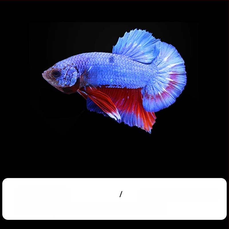Tropska dekorativna riba – Podrijetlo: Drugo – Uvoz: Ne – Marka: Bez marke – Vrsta: Riba