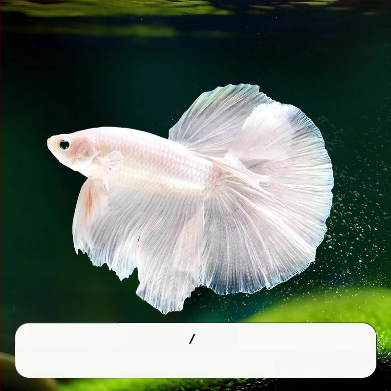 Tropska dekorativna riba – Podrijetlo: Drugo – Uvoz: Ne – Marka: Bez marke – Vrsta: Riba