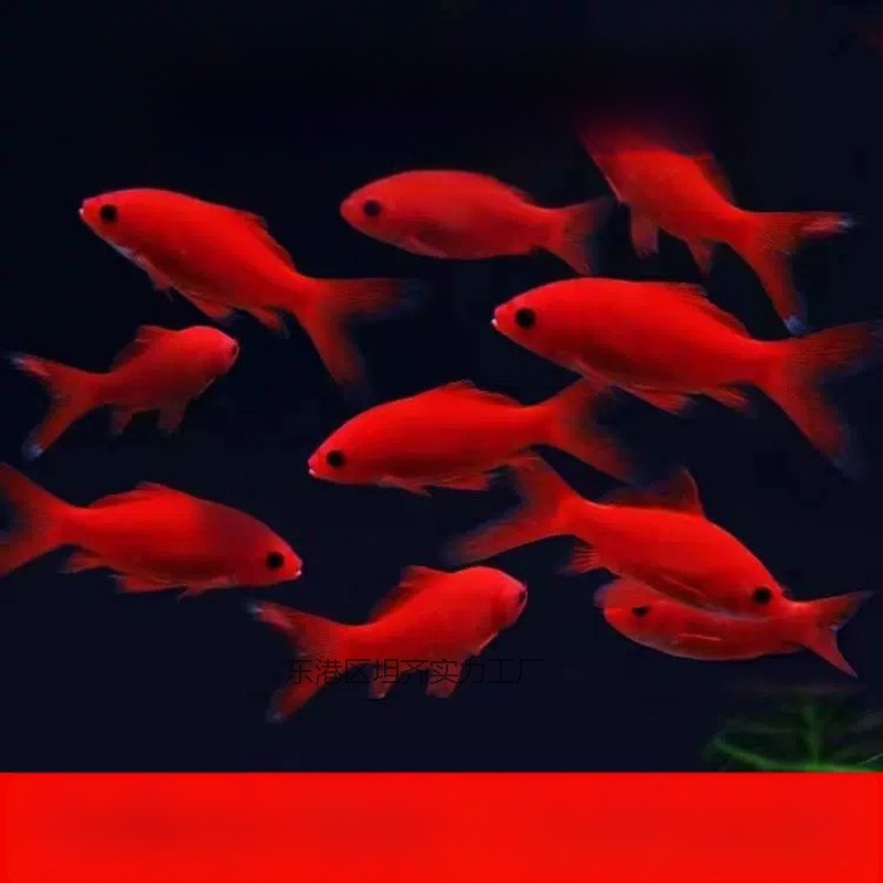 Hladnovodna papagajna riba, ukrasna, šifra Yezessqp, bez uvoza