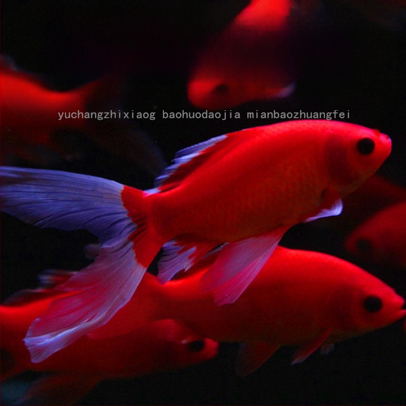 Hladnovodna papagajna riba, ukrasna, šifra Yezessqp, bez uvoza