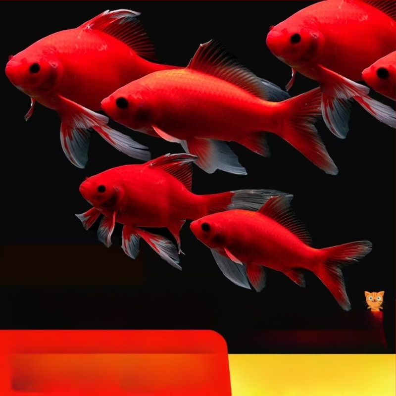 Hladnovodna papagajna riba, ukrasna, šifra Yezessqp, bez uvoza