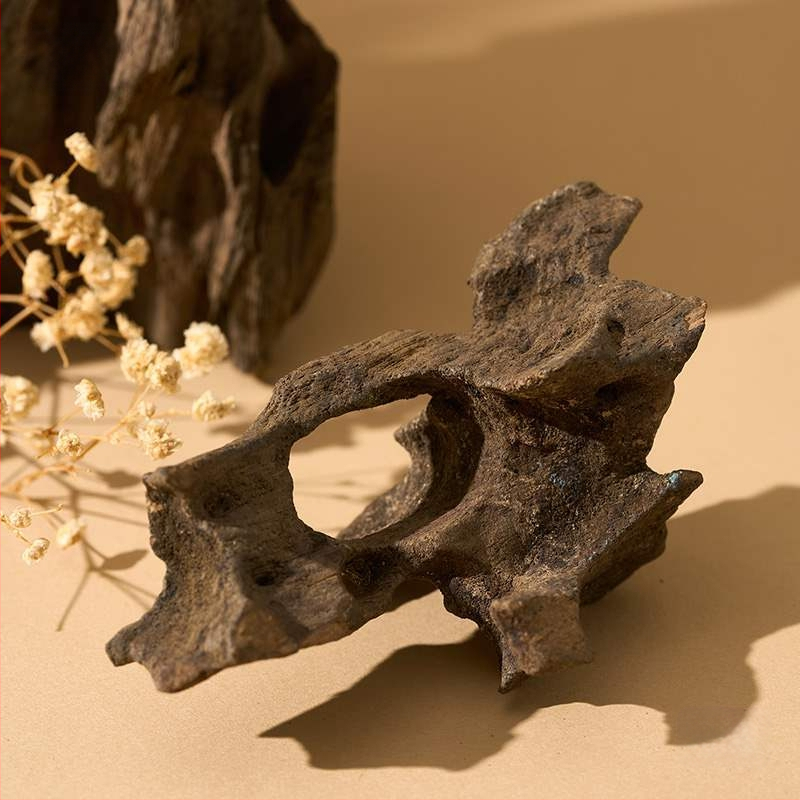 Porėtas driftwood nuotraukoms – Still Life fonas su šakelėmis, dekoracinis rekvizitas