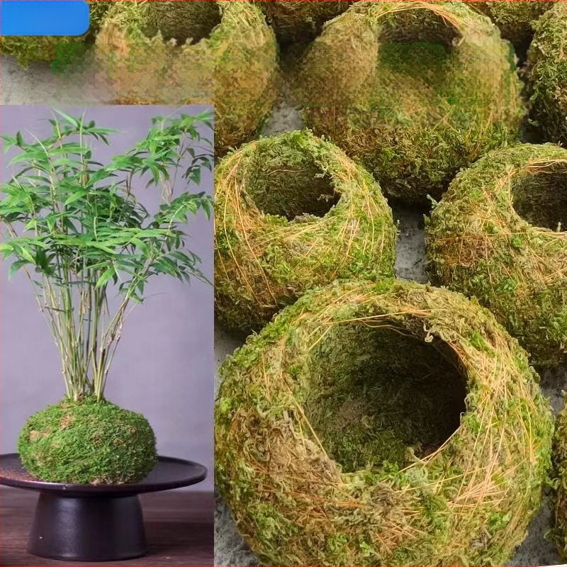 Sammalsambliku pott orhidejade mini-maastikuga, põrandal seisev alus, maaeluline stiil koduaiaai ai