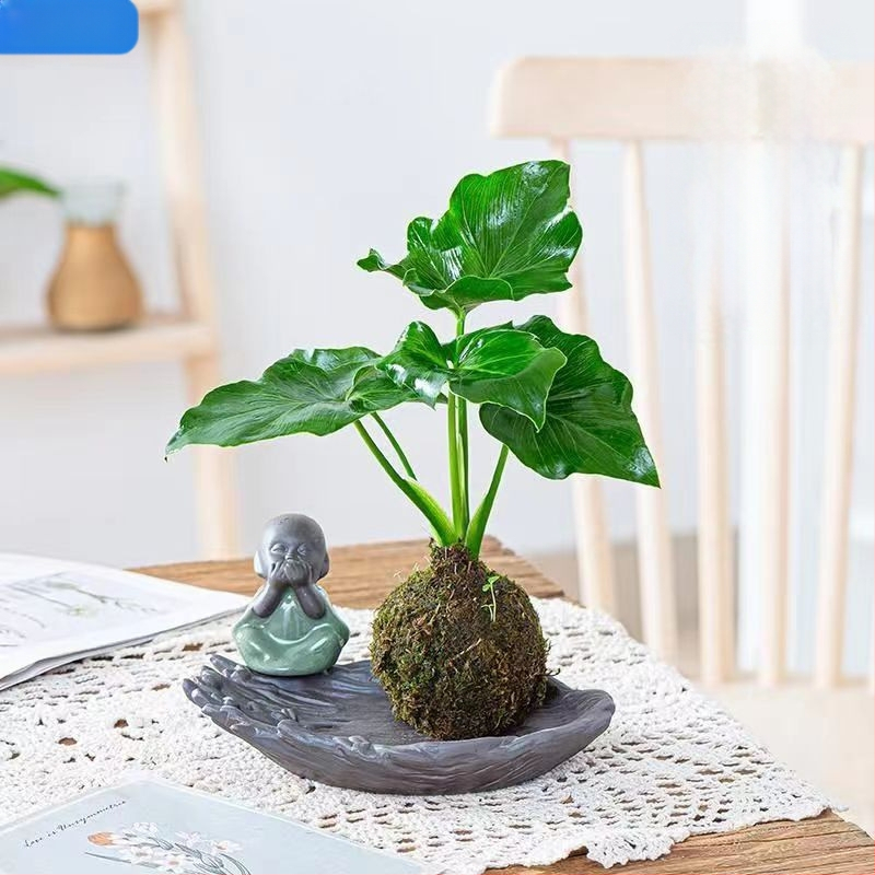 Sammalsambliku pott orhidejade mini-maastikuga, põrandal seisev alus, maaeluline stiil koduaiaai ai