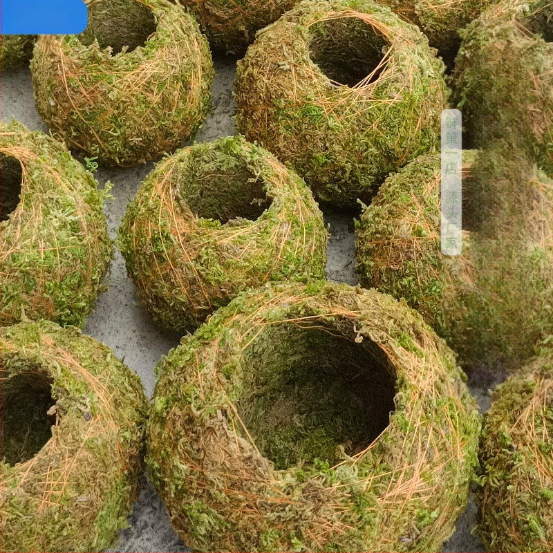 Sammalsambliku pott orhidejade mini-maastikuga, põrandal seisev alus, maaeluline stiil koduaiaai ai