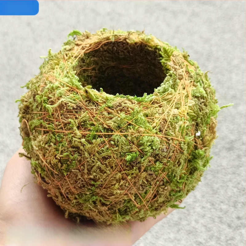 Sammalsambliku pott orhidejade mini-maastikuga, põrandal seisev alus, maaeluline stiil koduaiaai ai