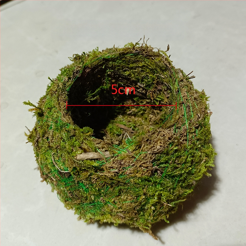 Sammalsambliku pott orhidejade mini-maastikuga, põrandal seisev alus, maaeluline stiil koduaiaai ai