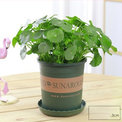 Copper Money Grass – vidaus augalas, drėgmei mėgstantis, optimali temperatūra 15–25°C, neutrali šviesa