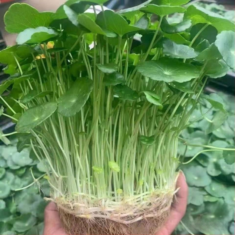 Copper Money Grass – vidaus augalas, drėgmei mėgstantis, optimali temperatūra 15–25°C, neutrali šviesa