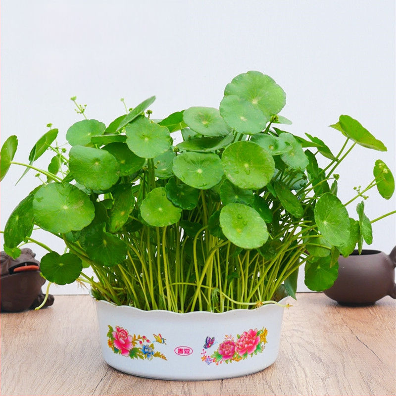 Copper Money Grass – vidaus augalas, drėgmei mėgstantis, optimali temperatūra 15–25°C, neutrali šviesa