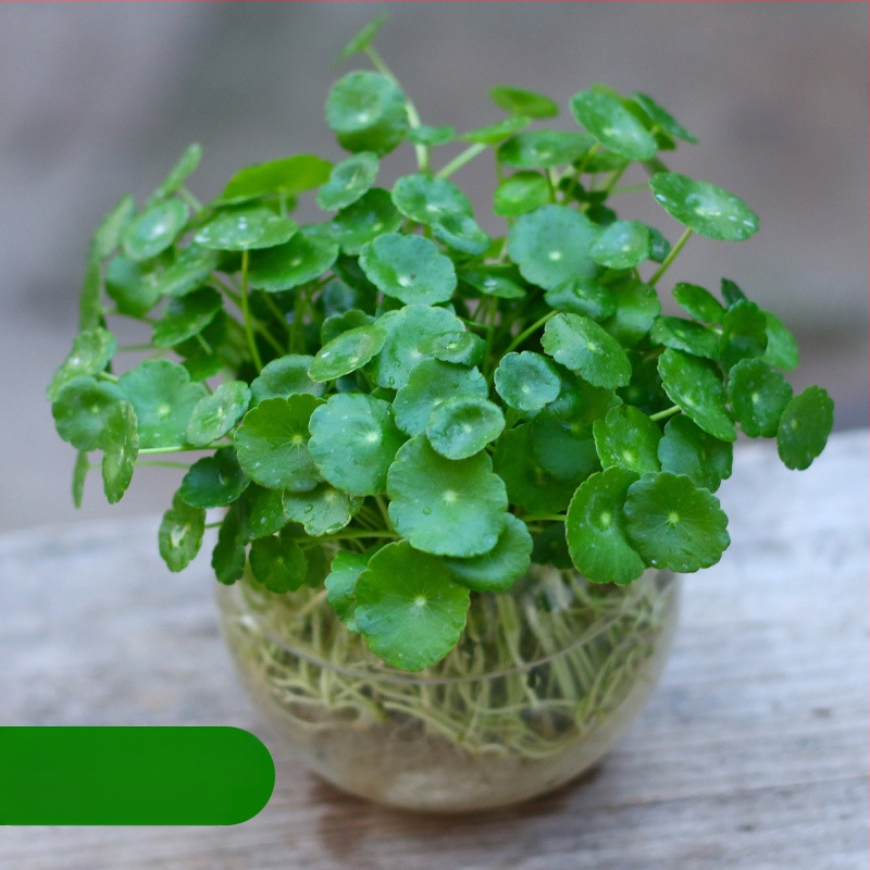 Copper Money Grass – vidaus augalas, drėgmei mėgstantis, optimali temperatūra 15–25°C, neutrali šviesa