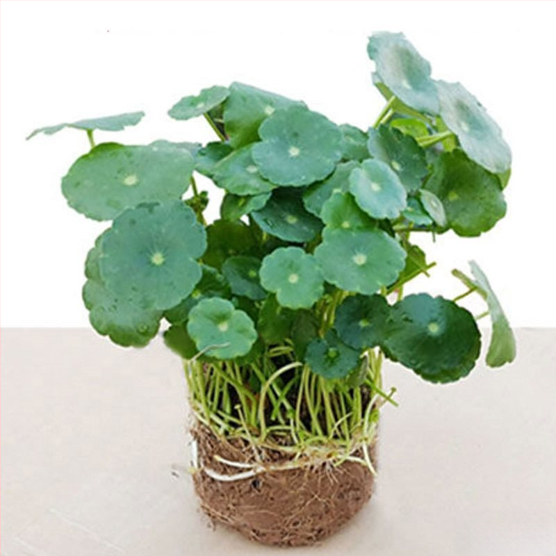 Copper Money Grass – vidaus augalas, drėgmei mėgstantis, optimali temperatūra 15–25°C, neutrali šviesa