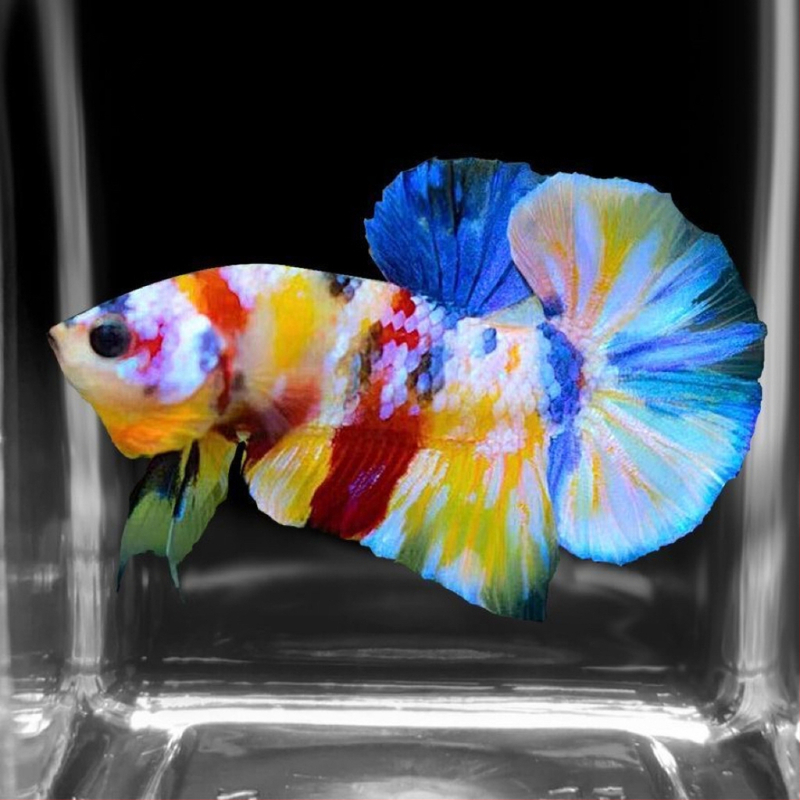 Borac riba A-Grade Polumjesna Rep s plisiranjem lišćem, Vrsta: Riba