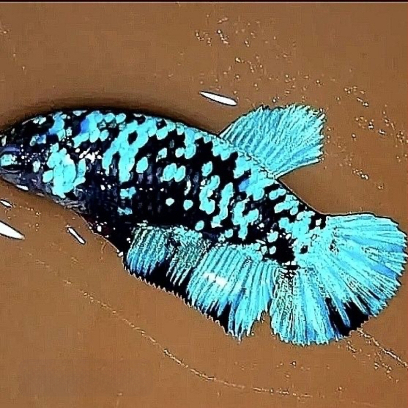 Borac riba A-Grade Polumjesna Rep s plisiranjem lišćem, Vrsta: Riba