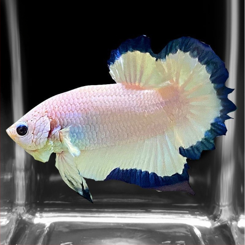 Borac riba A-Grade Polumjesna Rep s plisiranjem lišćem, Vrsta: Riba