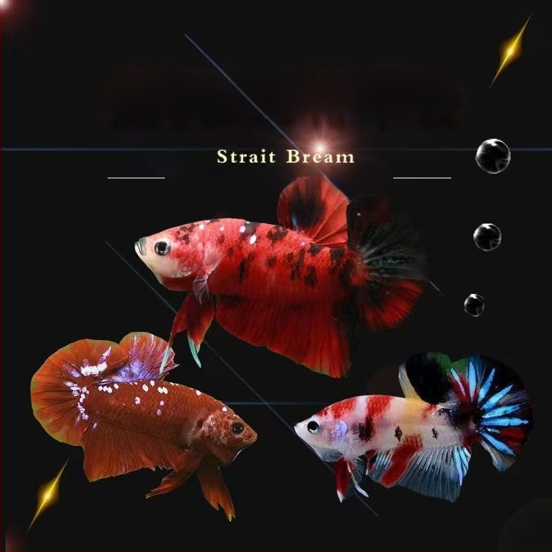 Borac riba A-Grade Polumjesna Rep s plisiranjem lišćem, Vrsta: Riba