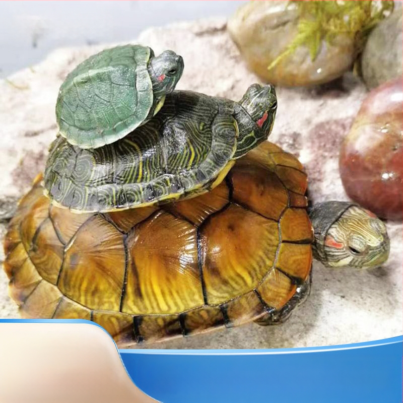 Бразилска костенурка, жив екземпляр, 50 г, възраст Януари–Март, костенурка за домашни любимци
