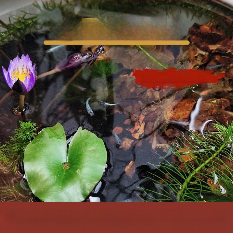 Akvārija ainavu purvs ar keramisko smilšu maisījumu un augu substrātu (necaursed ūdens) hidroponiskajam akvārija dizainam — purvs Pennywort Bowl, Lotus purvs, Lotus Pond purvs; Zīmols: Other; Importēšana: Nē