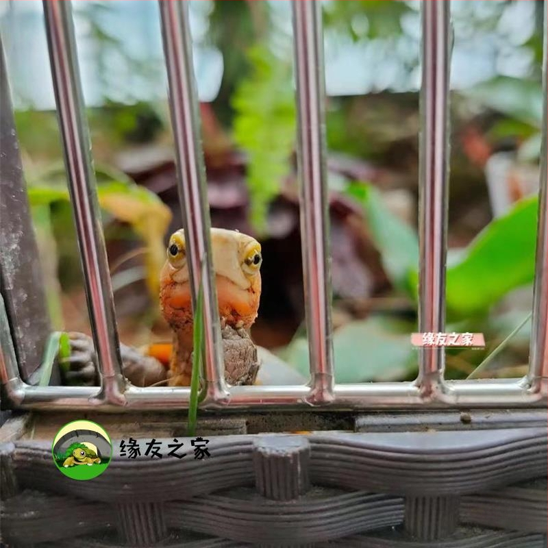 Разплодно жилище за костенурки със страничен панел от неръждаема стомана и закалено стъкло, 3C сертифициран