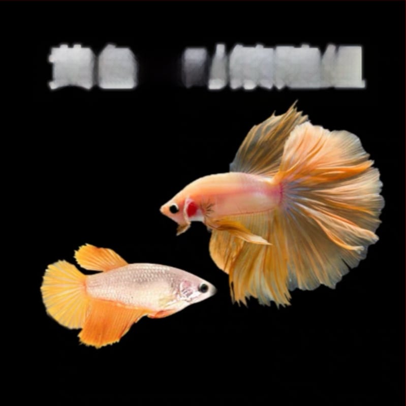 Half Moon farkú Betta hal, Manwei Yarn márkával, termékkód 1107