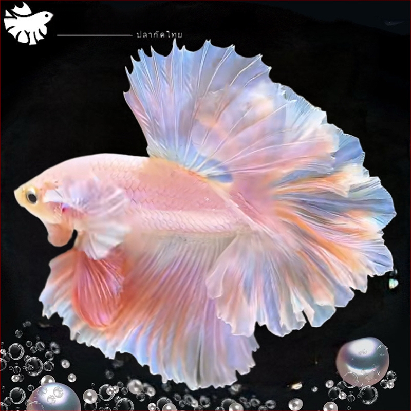 Half Moon farkú Betta hal, Manwei Yarn márkával, termékkód 1107