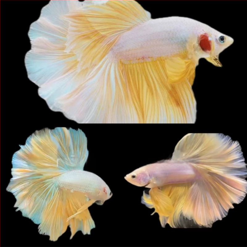 Half Moon farkú Betta hal, Manwei Yarn márkával, termékkód 1107