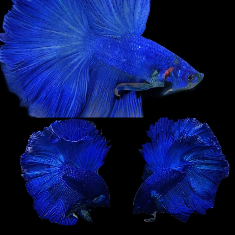 Half Moon farkú Betta hal, Manwei Yarn márkával, termékkód 1107