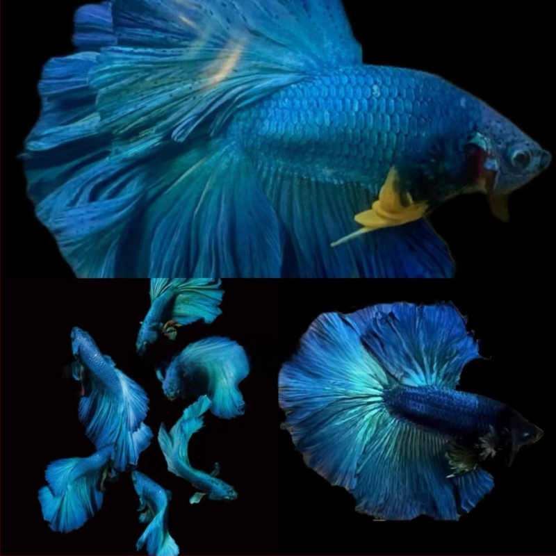 Half Moon farkú Betta hal, Manwei Yarn márkával, termékkód 1107