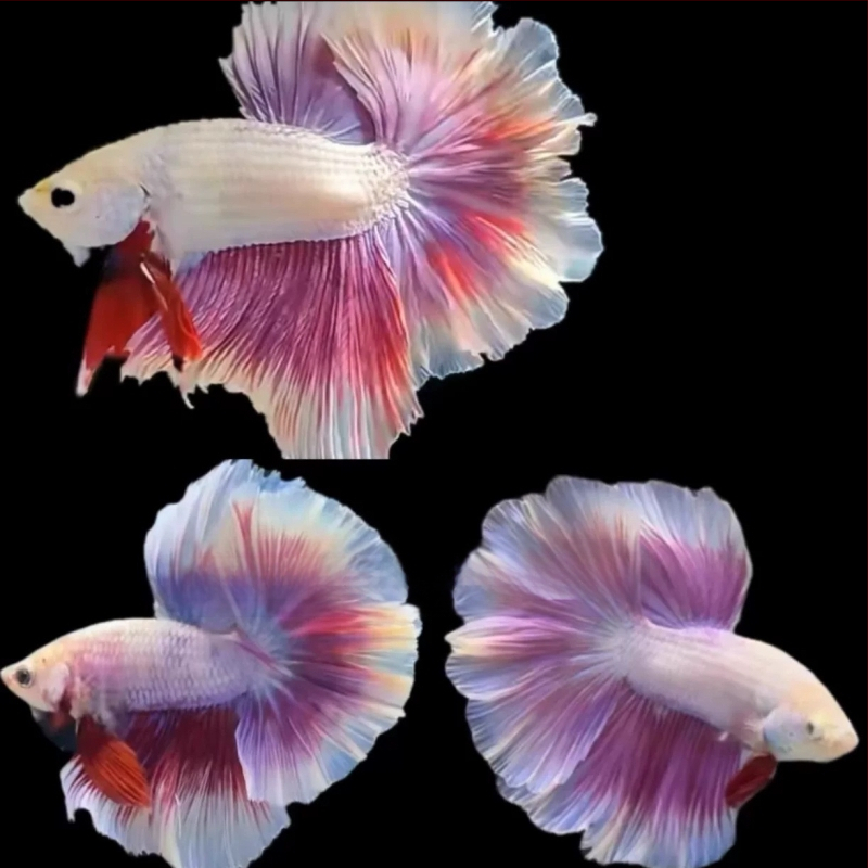 Half Moon farkú Betta hal, Manwei Yarn márkával, termékkód 1107