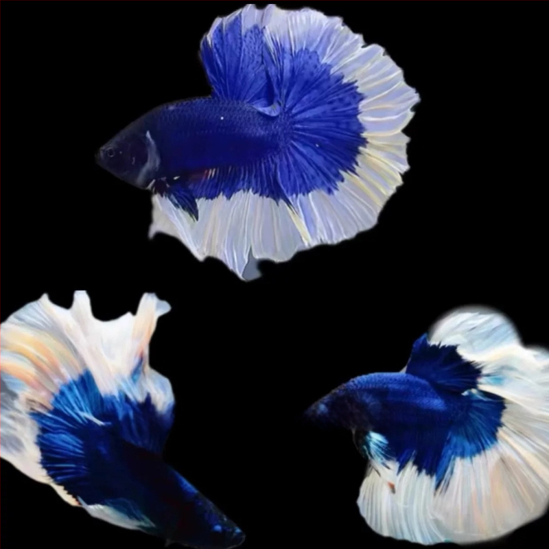 Half Moon farkú Betta hal, Manwei Yarn márkával, termékkód 1107