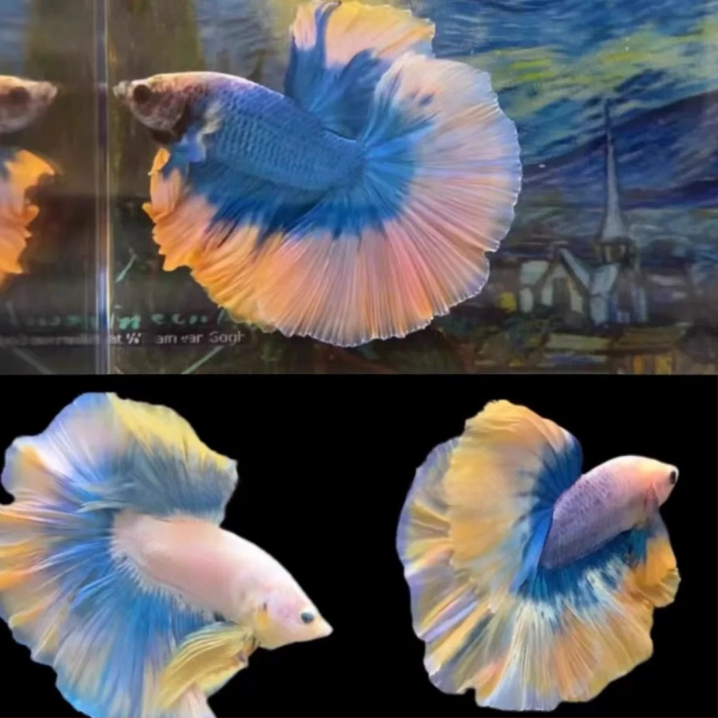 Half Moon farkú Betta hal, Manwei Yarn márkával, termékkód 1107