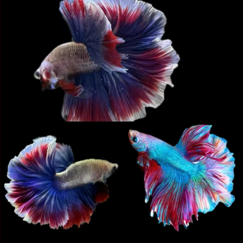 Half Moon farkú Betta hal, Manwei Yarn márkával, termékkód 1107