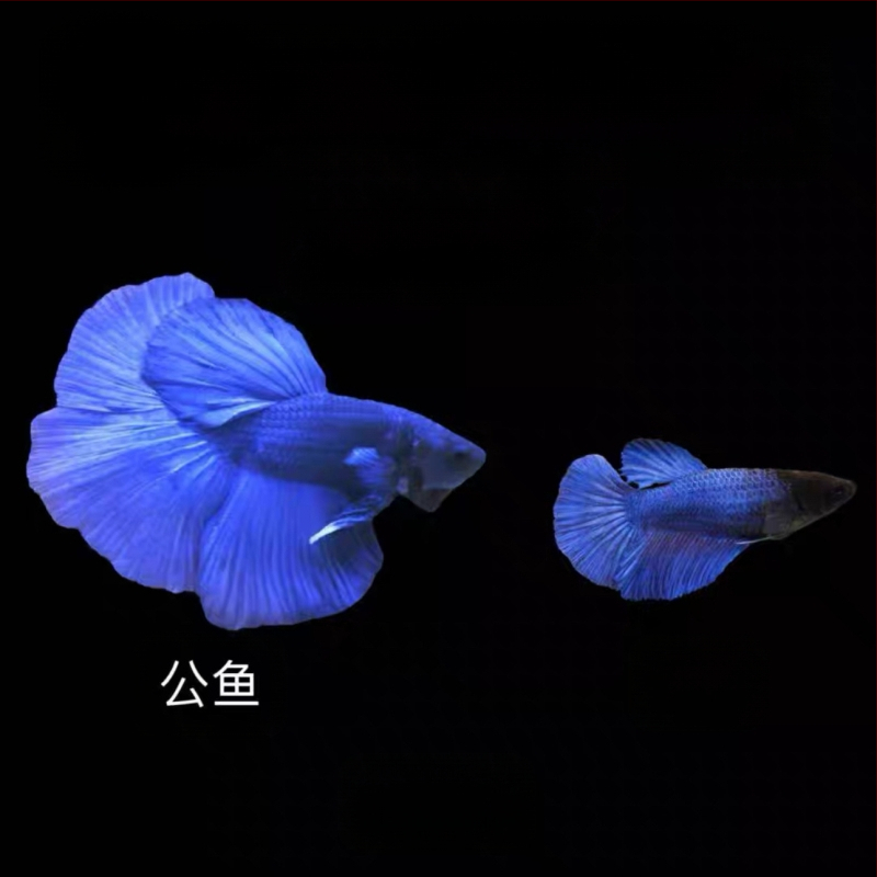 Half Moon farkú Betta hal, Manwei Yarn márkával, termékkód 1107