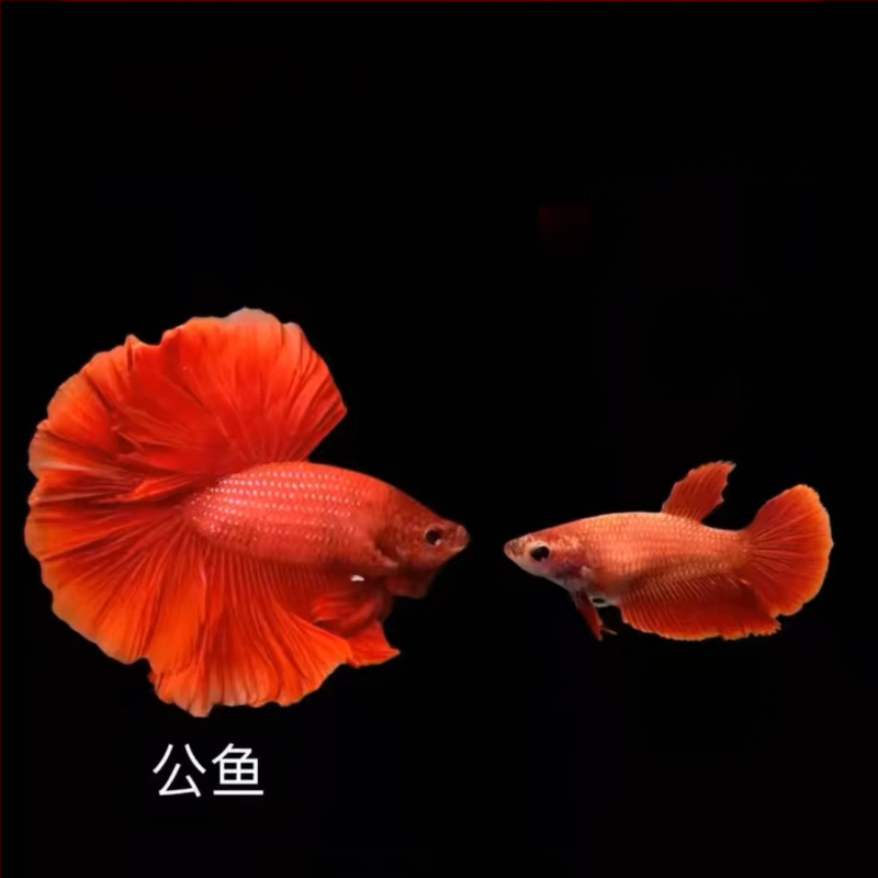 Half Moon farkú Betta hal, Manwei Yarn márkával, termékkód 1107