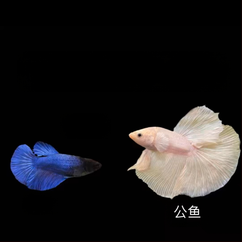 Half Moon farkú Betta hal, Manwei Yarn márkával, termékkód 1107